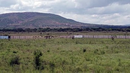 Trinta rinocerontes-brancos transportados de avião