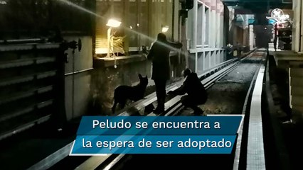 Rescatan lomito en vías de la Línea B del Metro CDMX