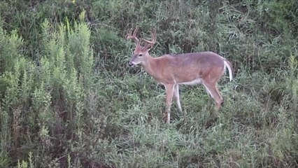 Deer Breaks Into Tennessee School, Gets Stuck Inside Classroom