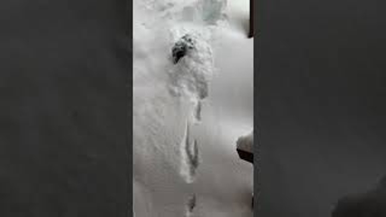 Dog Drops Into Deep Snow
