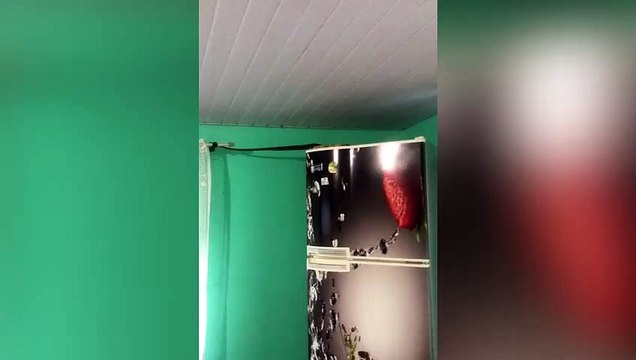 Cobra é encontrada em cima de geladeira de casa em Jaraguá do Sul
