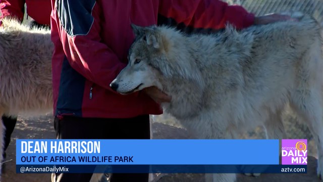 Meet the Wolves of Out of Africa Wildlife Park