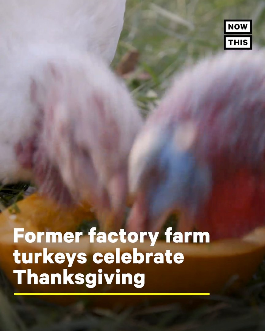 ⁣Rescued Factory Farm Turkeys Celebrate Thanksgiving