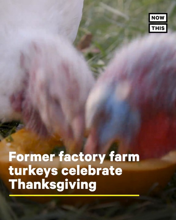 Rescued Factory Farm Turkeys Celebrate Thanksgiving