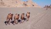 China’s wild camel population sees signs of recovery amid conservation efforts