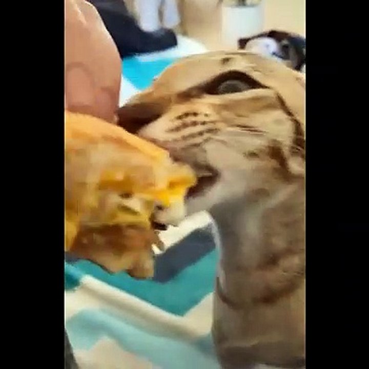 Baby Cats - Cute Cats - Adorable Cats - Funny Cats Compilations PART 31