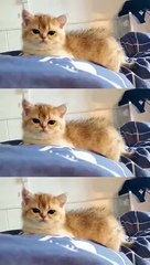 Collection of cute and funny cats _ the newest funny cat tik-tok video 2021 #1