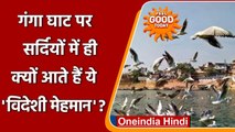 Varanasi Ganga Ghat की खूबसूरती बढ़ाने पहुंचे Siberian birds, जानें इनके बारे में | वनइंडिया हिंदी