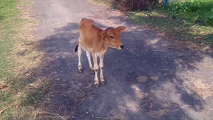 Cute calf video ~ cow video