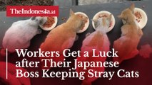 Workers Get a Luck after Their Japanese Boss Keeping Stray Cats