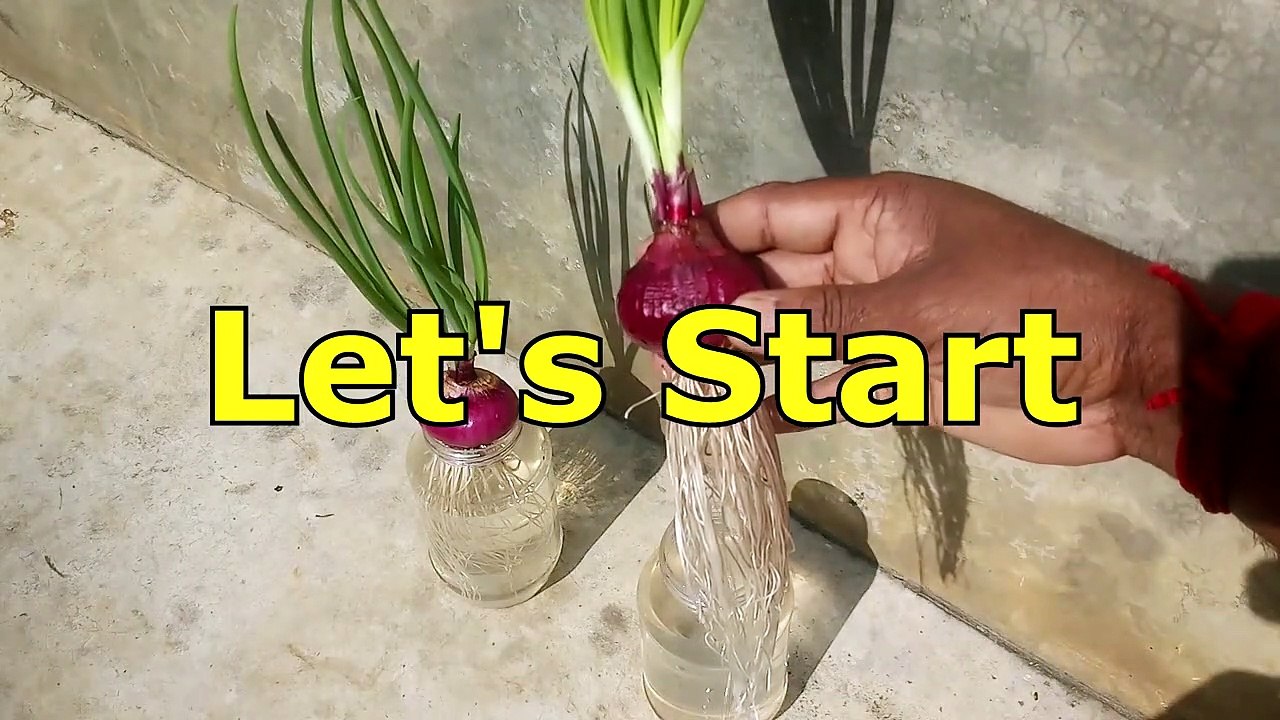How To Grow Onions In Water (Onions Growing)