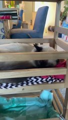 Cats Create Bunk Beds Out Pot Plant Holder