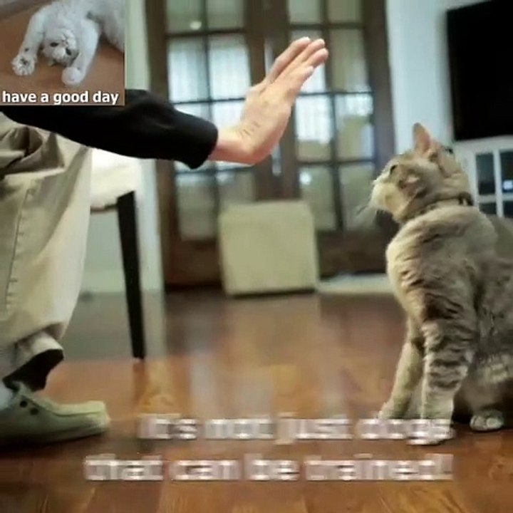 Cat lover
