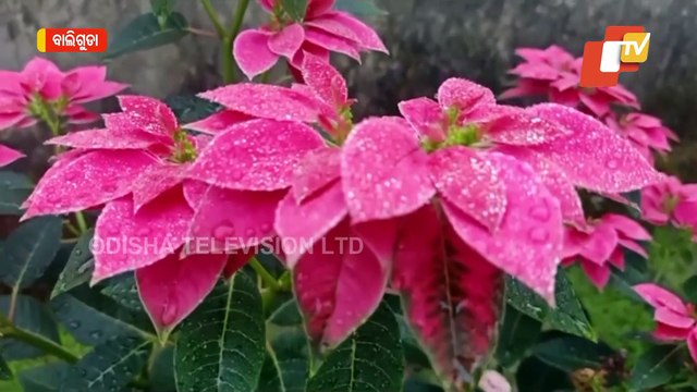 Breathtaking Visuals Of Winter In Odisha’s Picturesque Daringbadi