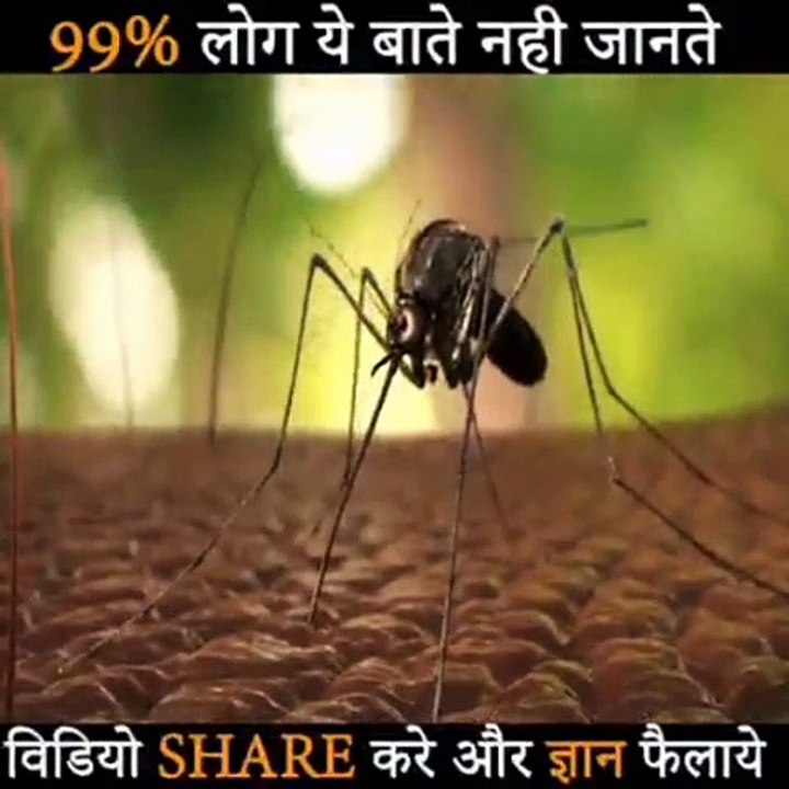 Fish has kill malria