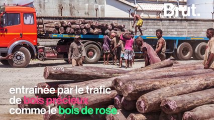 Le propithèque soyeux, un lémurien en danger critique d’extinction