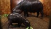 Nace en Francia un hipopótamo pigmeo