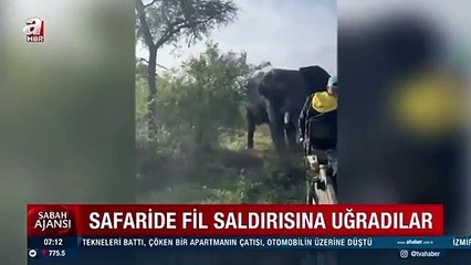 Turistler dehşeti yaşadı! Çalıların arasından çıkıp saldırdı