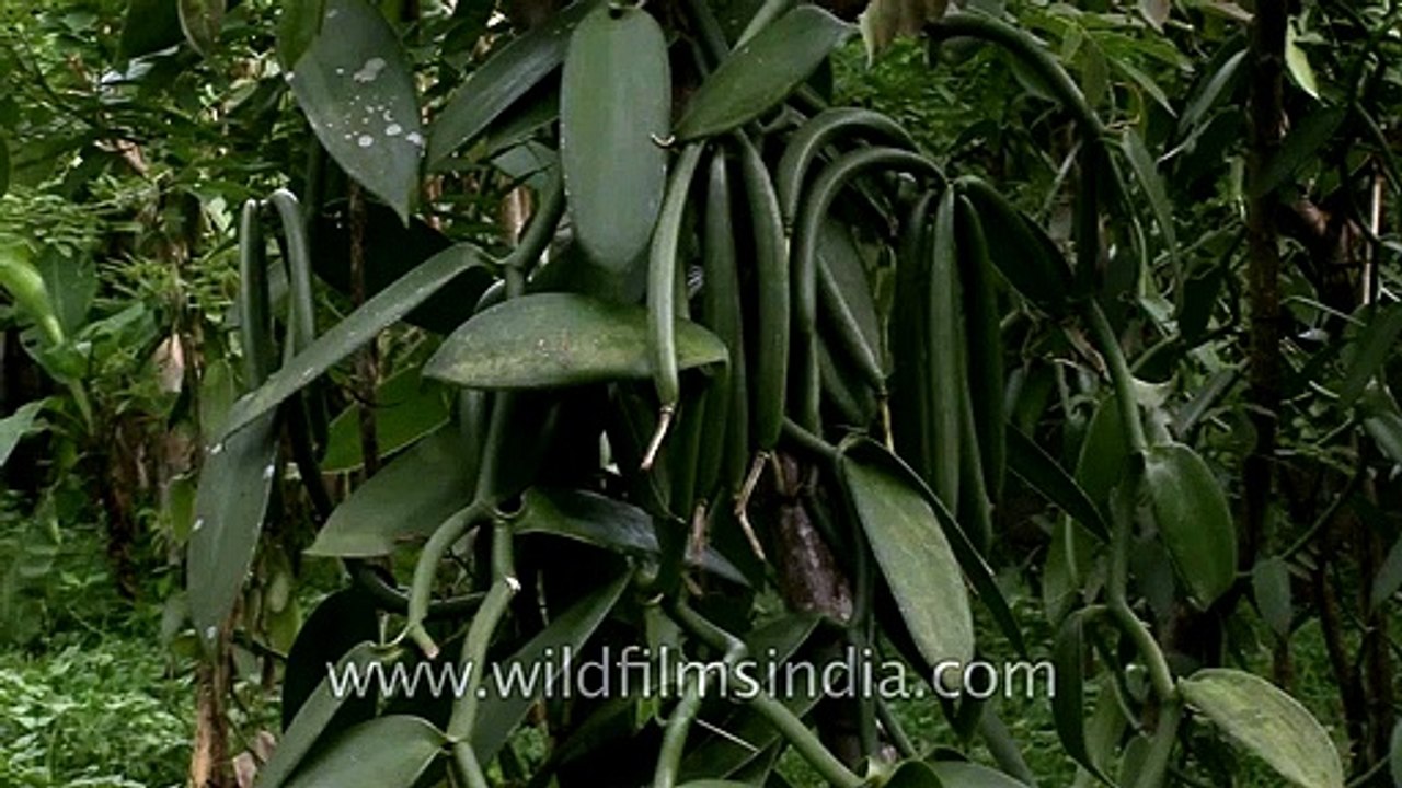 Vanilla planifolia - the source of Vanilla beans
