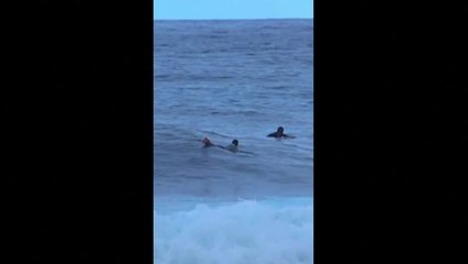 Así fue el encuentro de un surfista con un tiburón en la costa de Puerto Rico