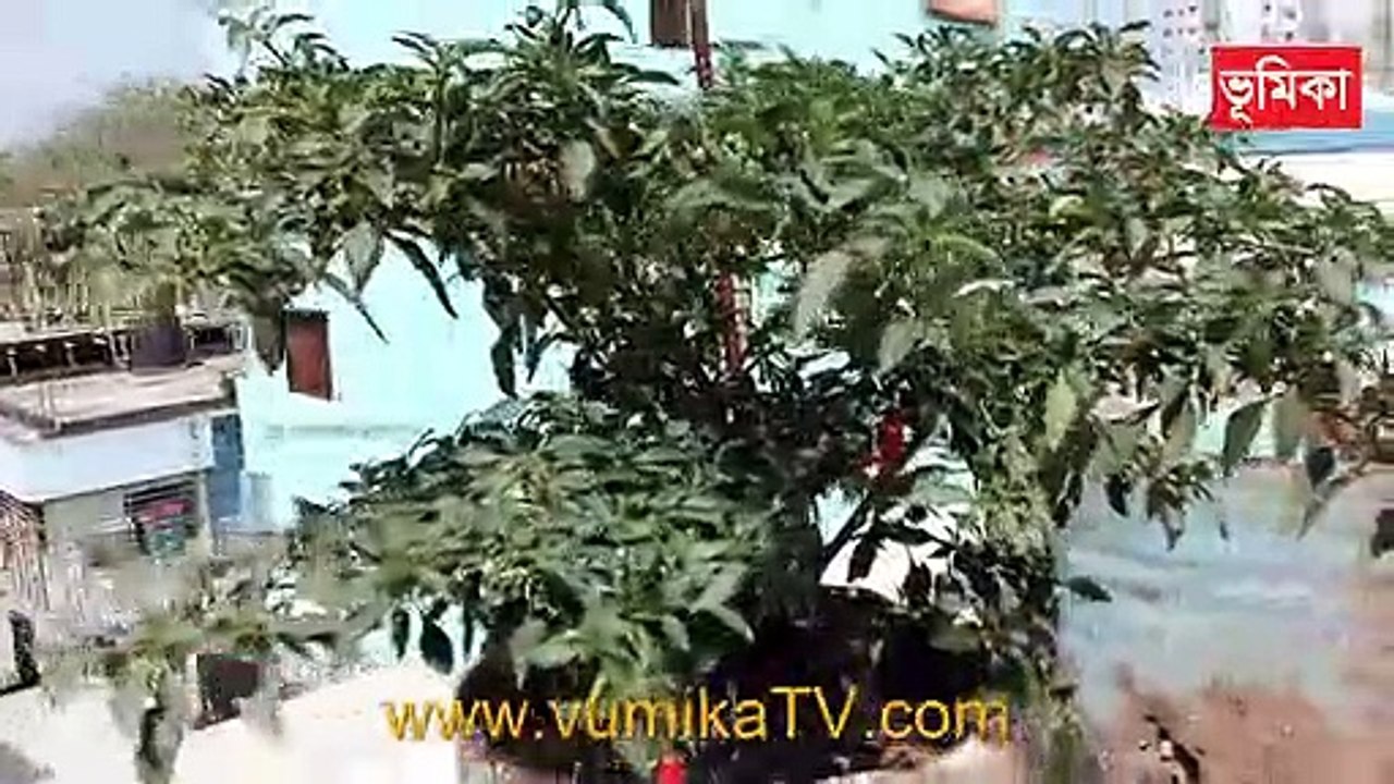 ছাদকৃষি |_Rooftop Farming | vumika Agro |_rooftop farming in Bangladesh | Vumika TV
