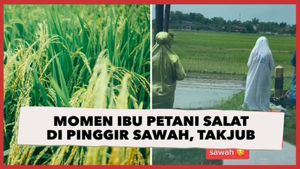 Viral Momen Ibu-ibu Petani Salat di Pinggir Sawah, Publik Takjub: Adem