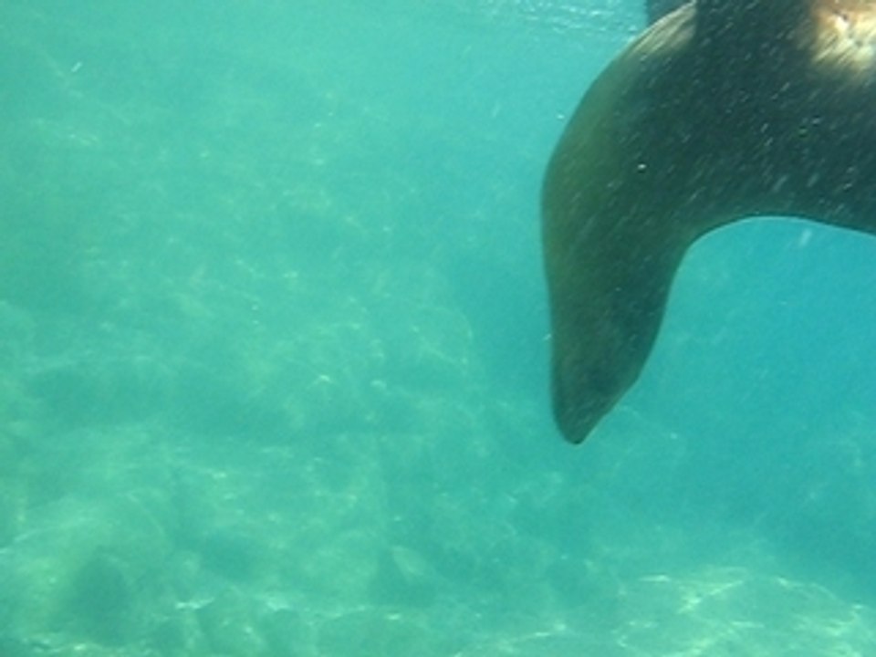 Otaries à Esperitu Santo (Basse Californie)