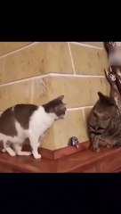 Funniest Cat Videos That Will Make You Laugh  Funny Cats