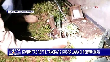 Tim Penyelamat Komunitas Reptil Tangerang Berhasil Amankan 2 Ular Kobra Jawa dari Permukiman Warga