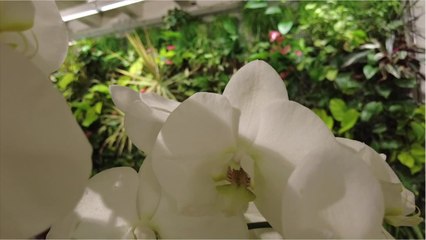 Etienne Wirth - Le mur végétal