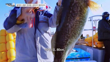 바닷가 사람들 - 동해의 나폴리 장호항, 금대구가 돌아오다_#001