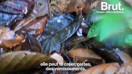 Les conseils de Nico Mathieux pour survivre en pleine forêt amazonienne