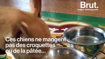 Sabine prépare des plats gastronomiques... pour les chiens