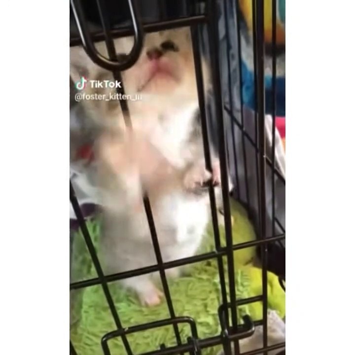 TikTok Lustige Katzen 2