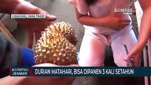 Budidaya Durian Matahari dengan Pupuk Organik, Bisa Dipanen 3 Kali Setahun