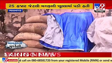 Bhavnagar _ Farmers face huge loss as groundnut destroyed by unseasonal rain_ TV9News