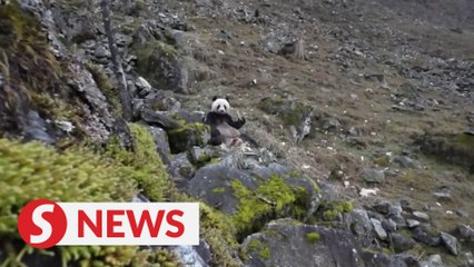 Wild panda filmed gobbling up meat in China