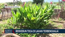 Berkebun Toga Di Lahan Terbengkalai