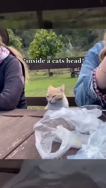 Kucing lucu yang akan bikin kalian ngakak guling-guling _ Kucing dan Anjing _ kucing lucu imut