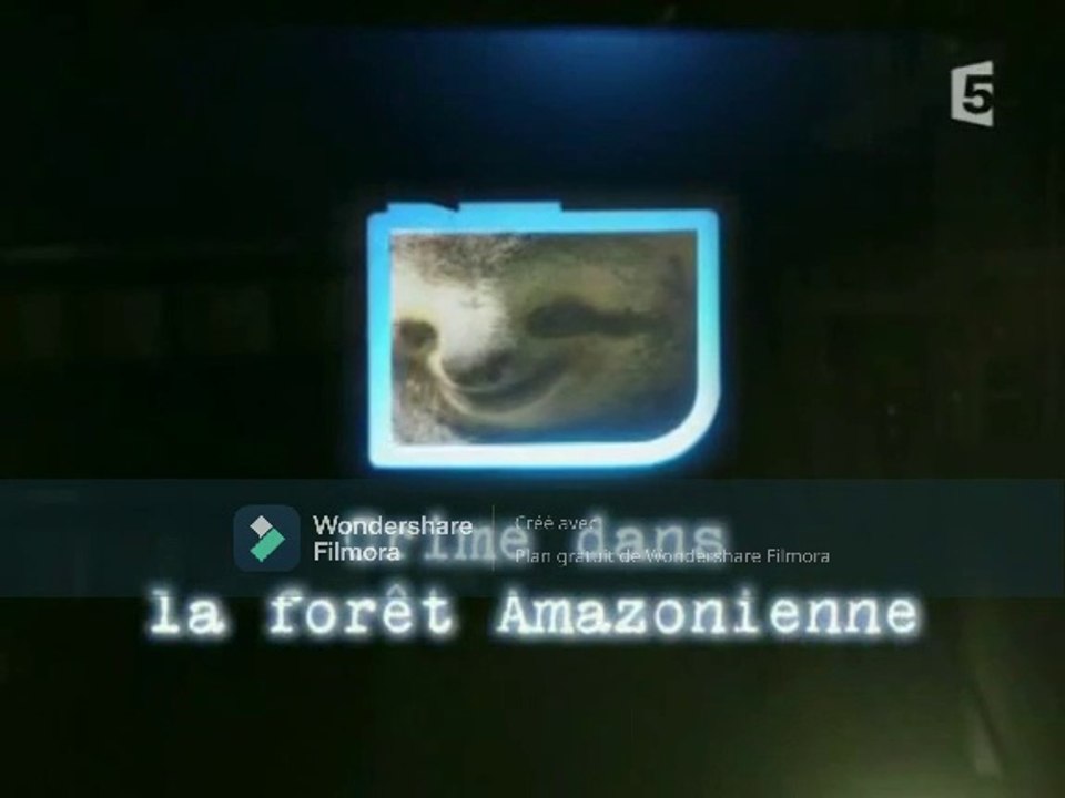 Les détectives de la nature - Le crime de la forêt amazonienne