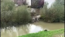 Lucca, cinghiali guadano il fiume Serchio, maxi branco in città