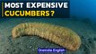 Sea Cucumbers of Madagascar why are they so Expensive | Oneindia News