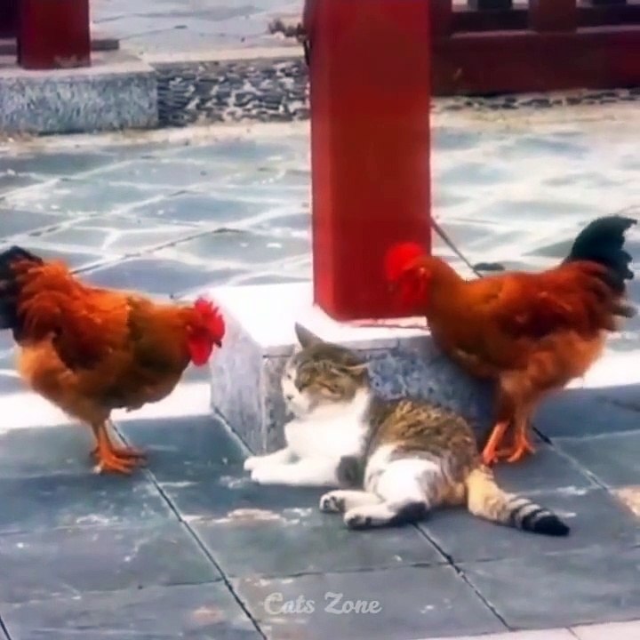 Lustige Katzen 6-MiauTv