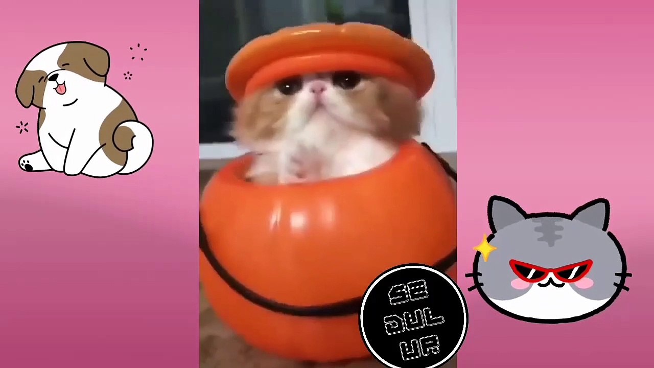 Cute cat this December