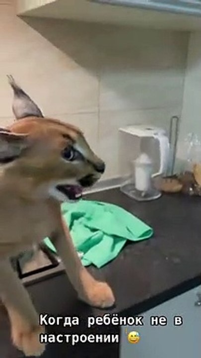 Кошка без настроения