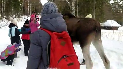 Moose Attacks Tourists at Russian National Park