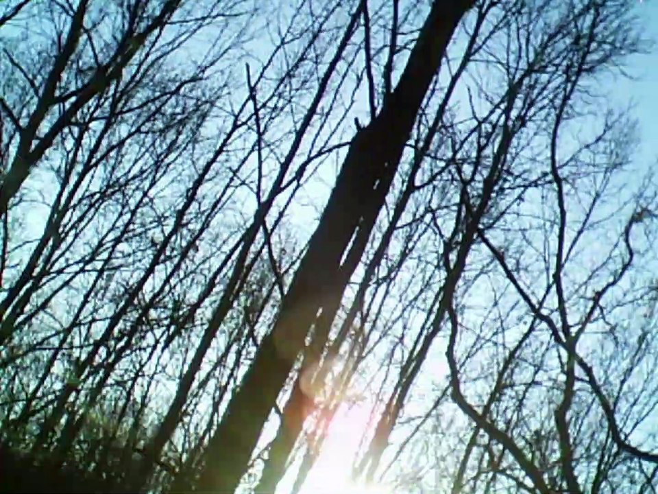 the last rose of summer guitar and vocals