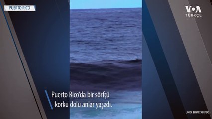 Sörf Yaparken Köpekbalığıyla Burun Buruna Geldi