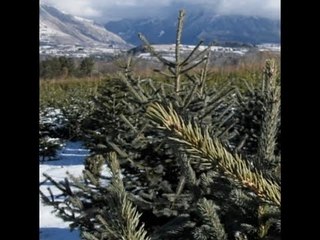 Viens je t'emmène... au pays du sapin de Noël