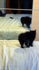 Kitten Claws At Reflection